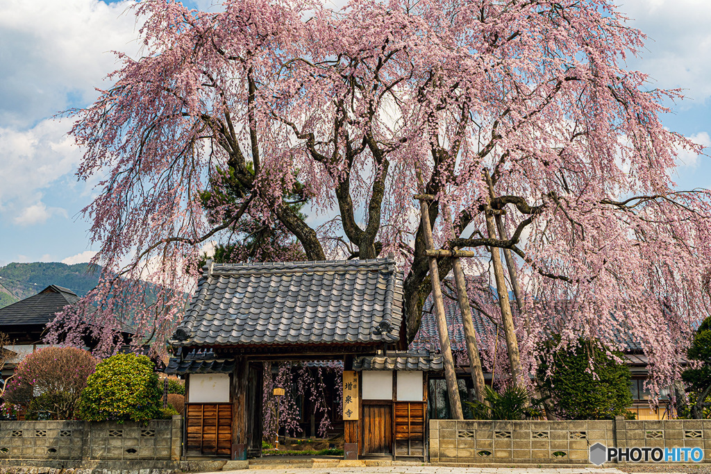 しだれ桜