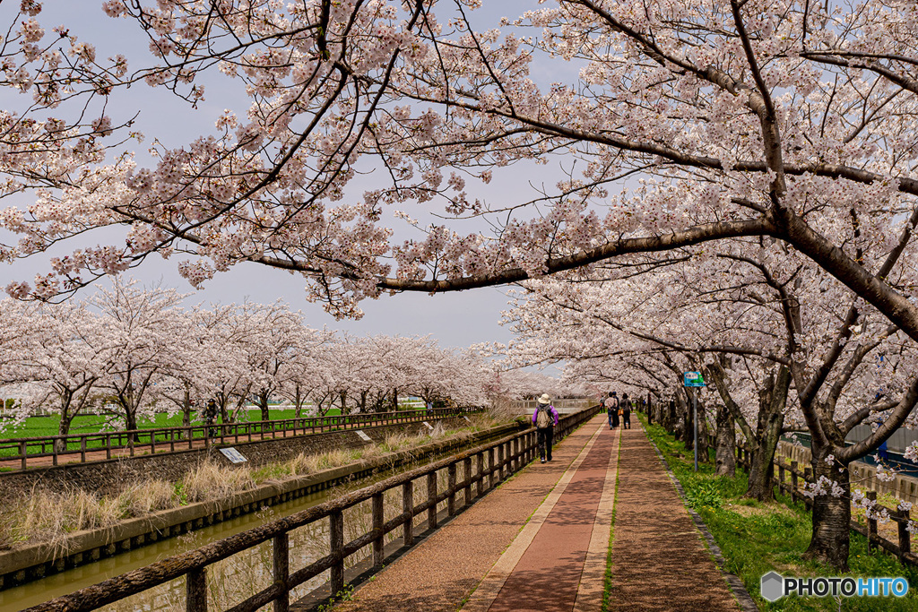 桜道散策