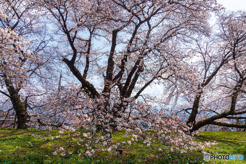 校庭の桜