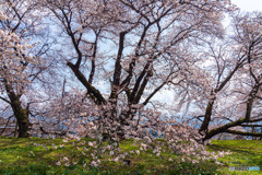 校庭の桜