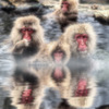 Hot spring Japanese monkey