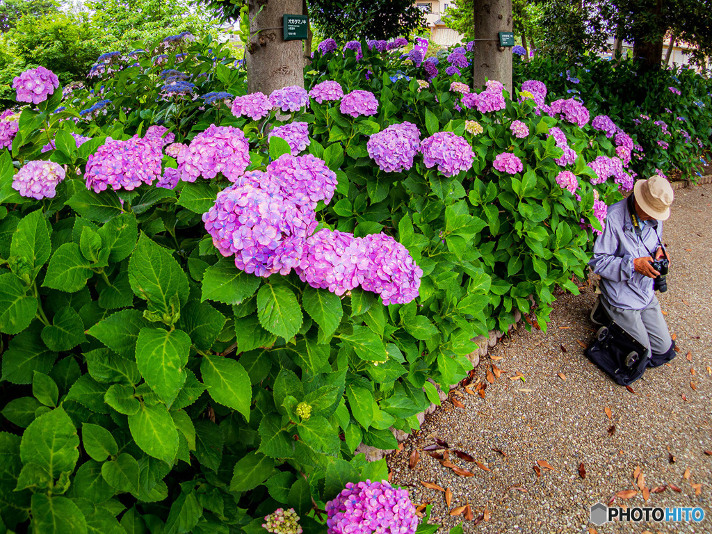 稲沢あじさいまつり④