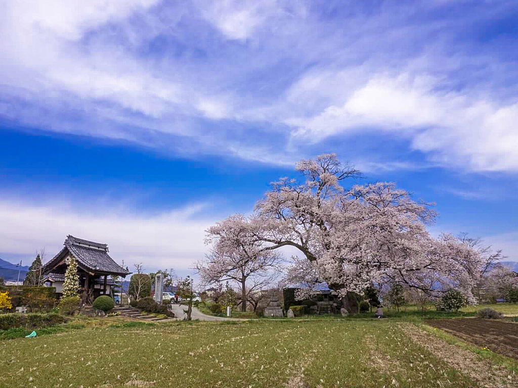松源寺の桜