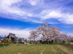 松源寺の桜