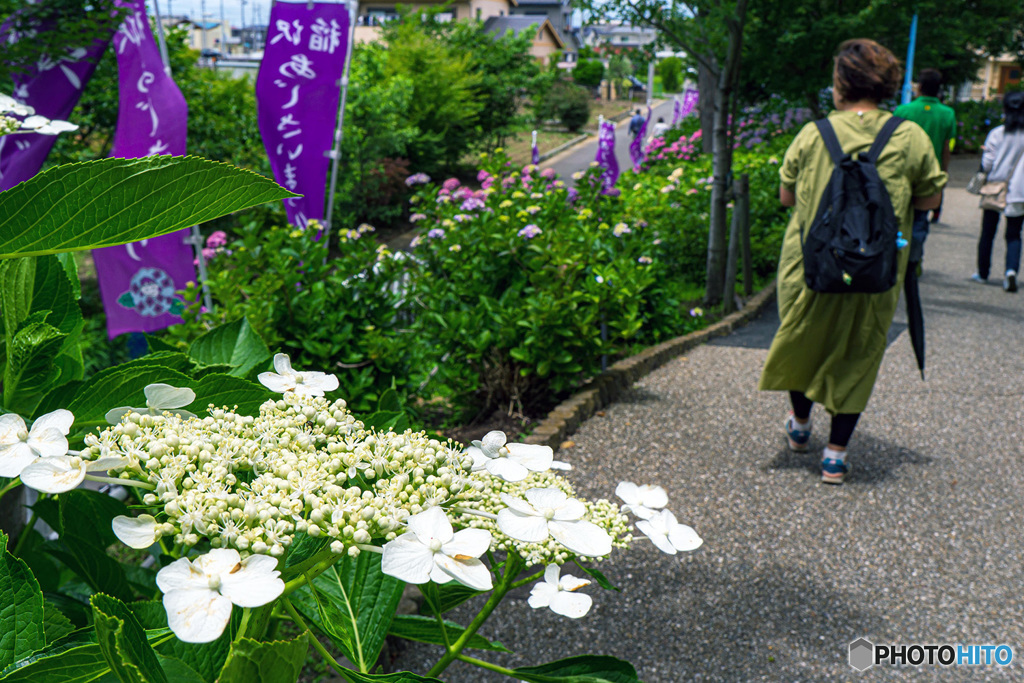 稲沢あじさいまつり②