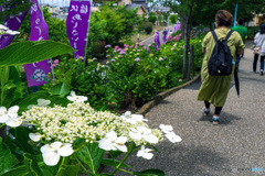 稲沢あじさいまつり②