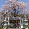 林陽寺のしだれ桜2020