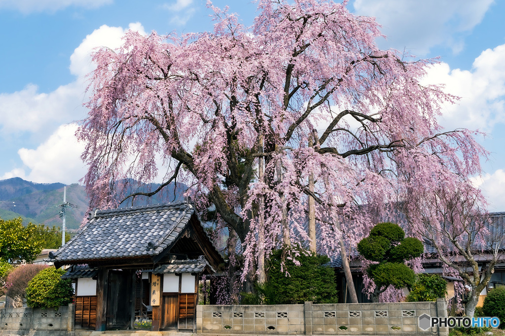 増泉寺のしだれ桜2020