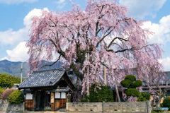 増泉寺のしだれ桜2020