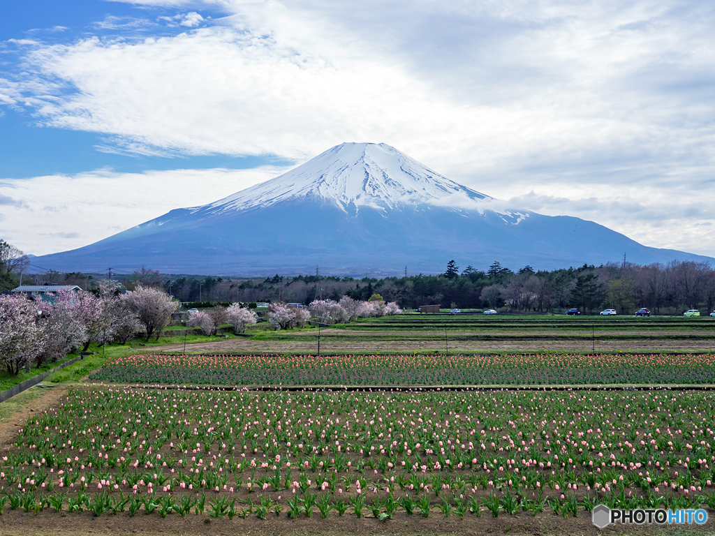 富士山