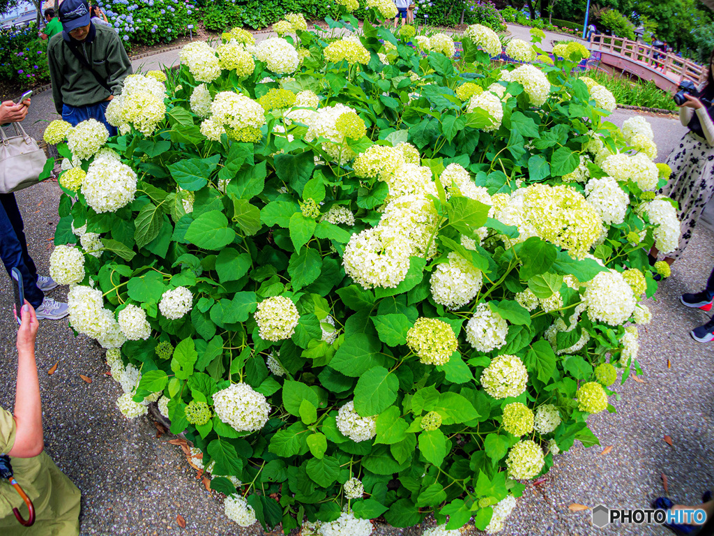 稲沢あじさいまつり③