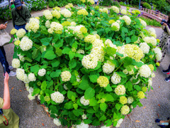 稲沢あじさいまつり③