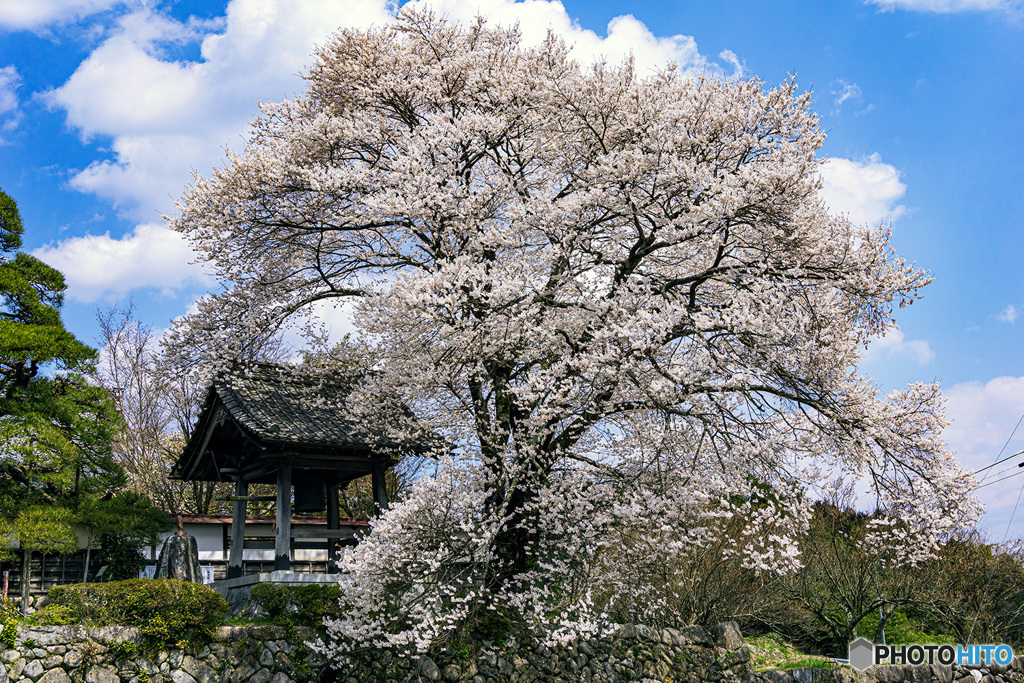 桜と鐘撞堂