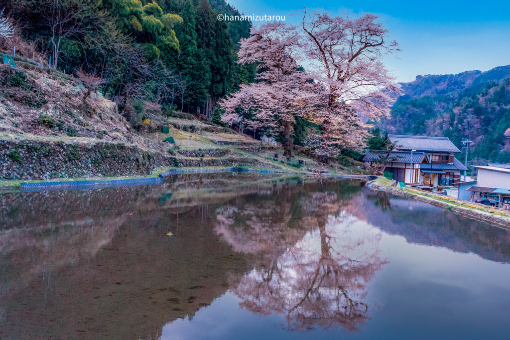 苗代桜