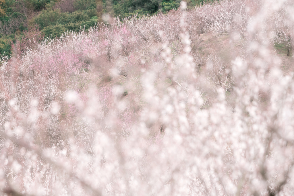 梅花をギューッと