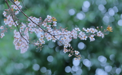 桃