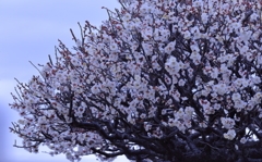 梅３