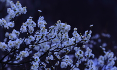 梅４