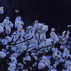 梅４