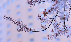 桃２