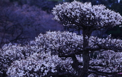 梅２