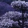 梅２