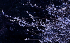 梅５