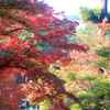 紅葉の彩