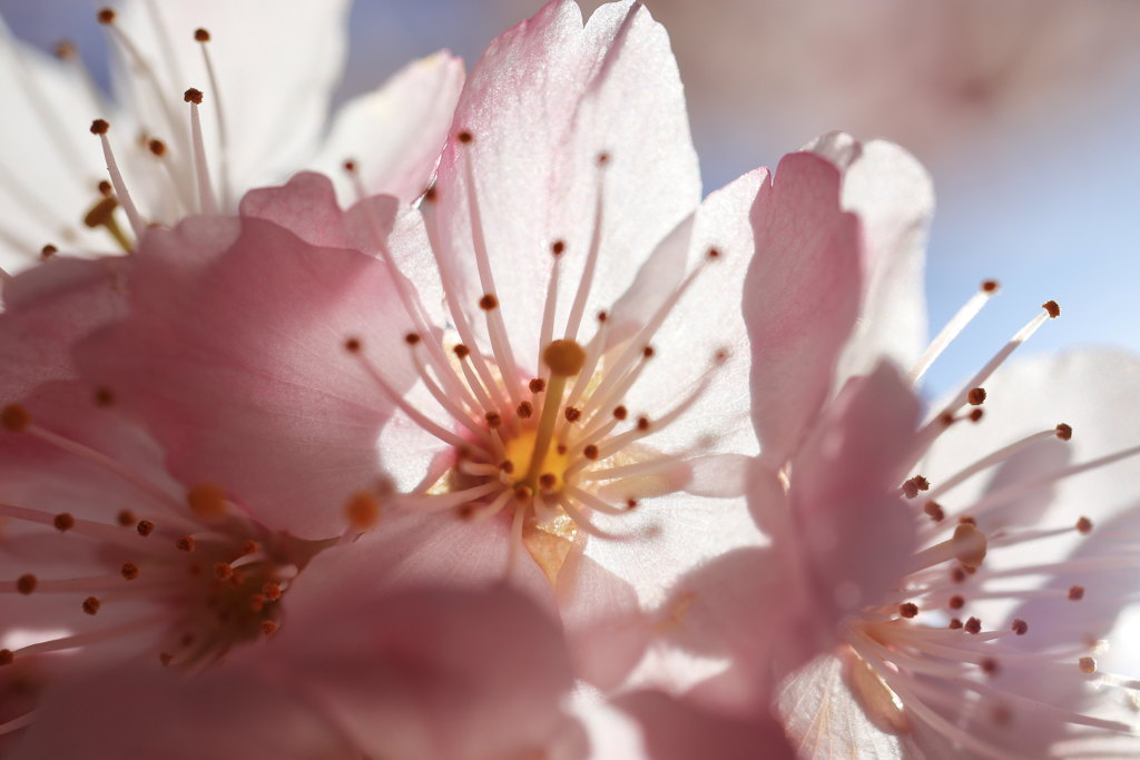 春めき桜～♬