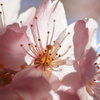 春めき桜～♬