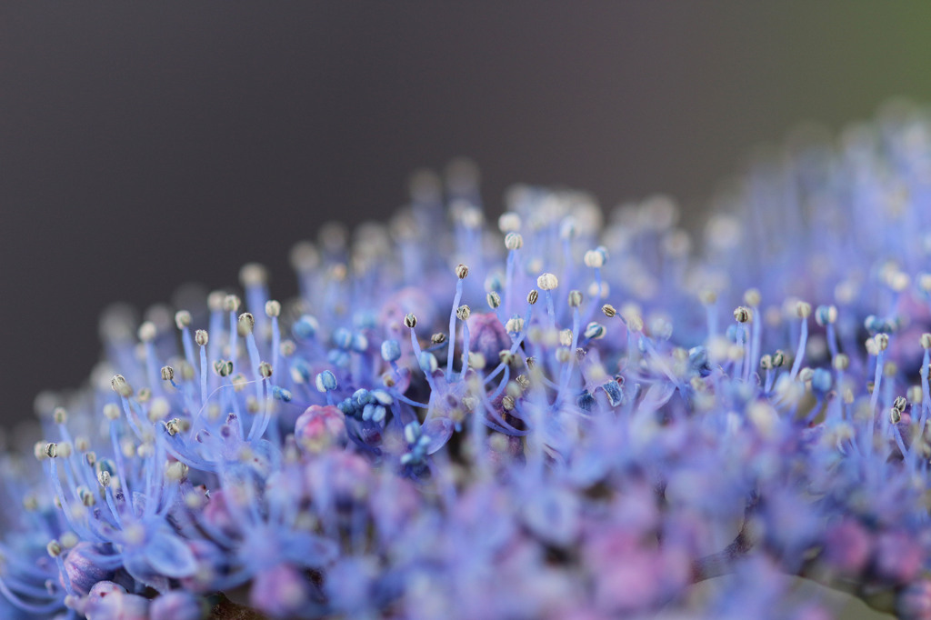 額紫陽花