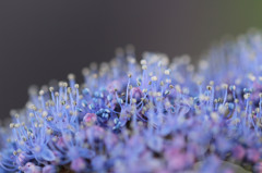 額紫陽花