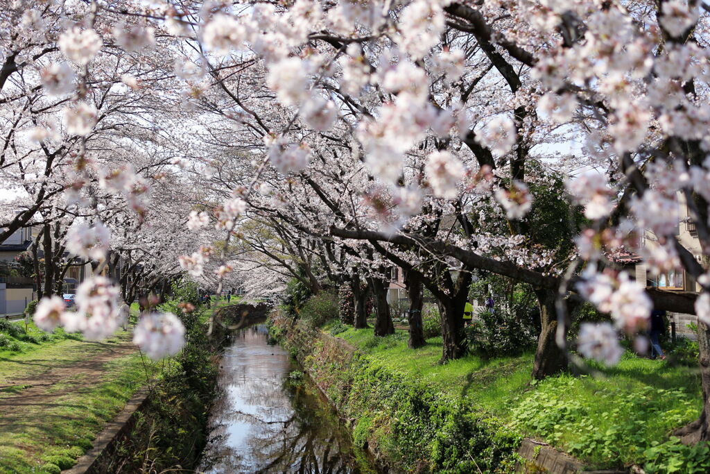 春の小川〜♬