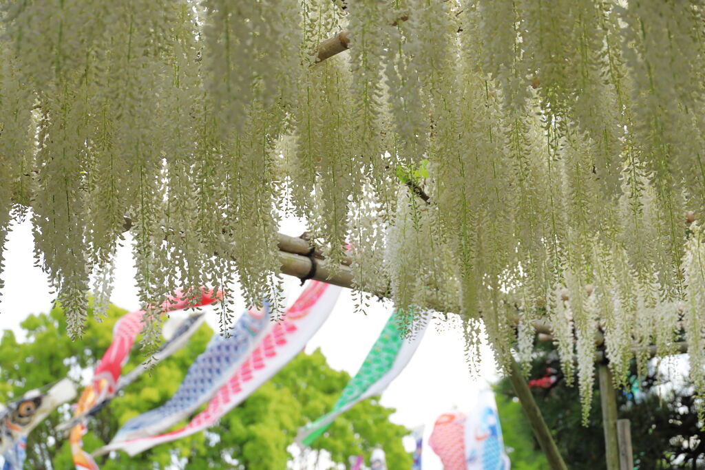 初夏の香り