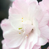 淡い桜色