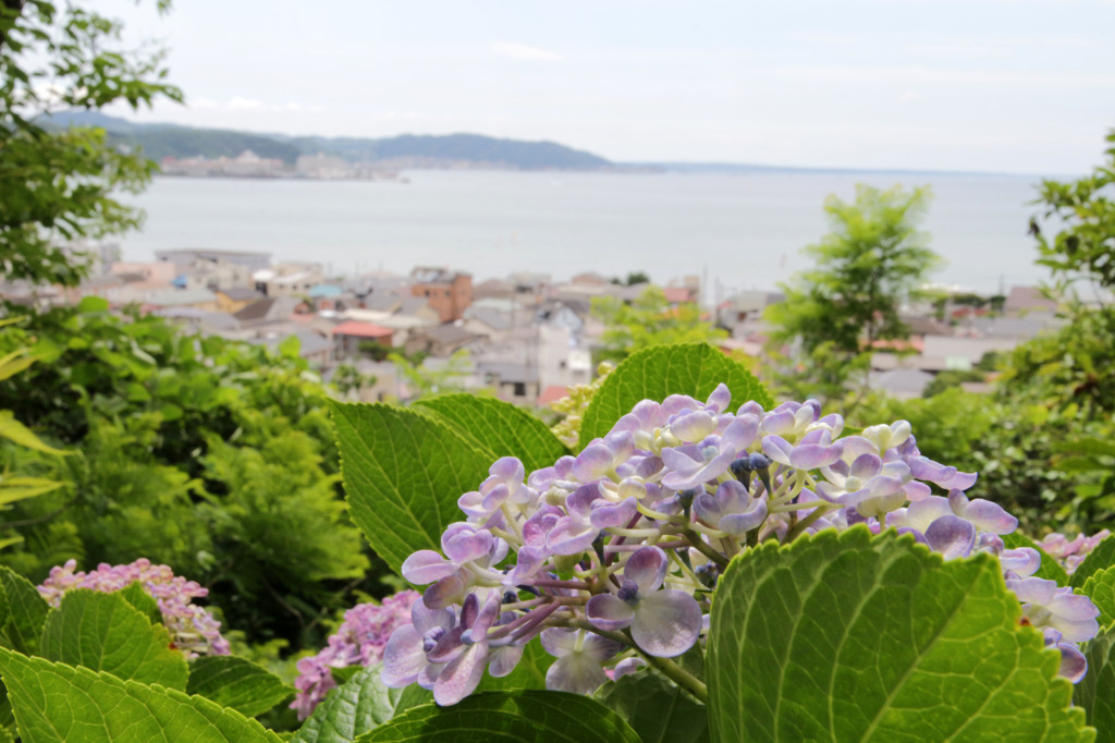 初夏の鎌倉