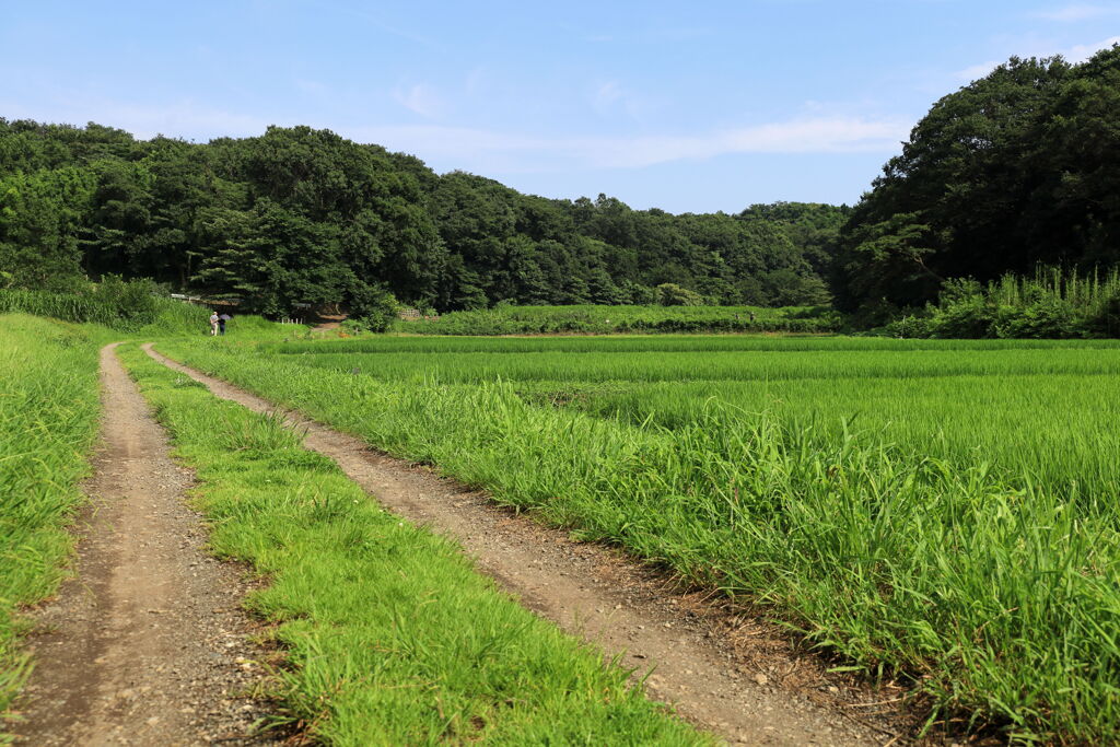 里山の夏
