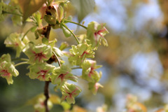 緑色の桜