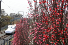 新幹線と花桃のコラボ