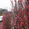 新幹線と花桃のコラボ