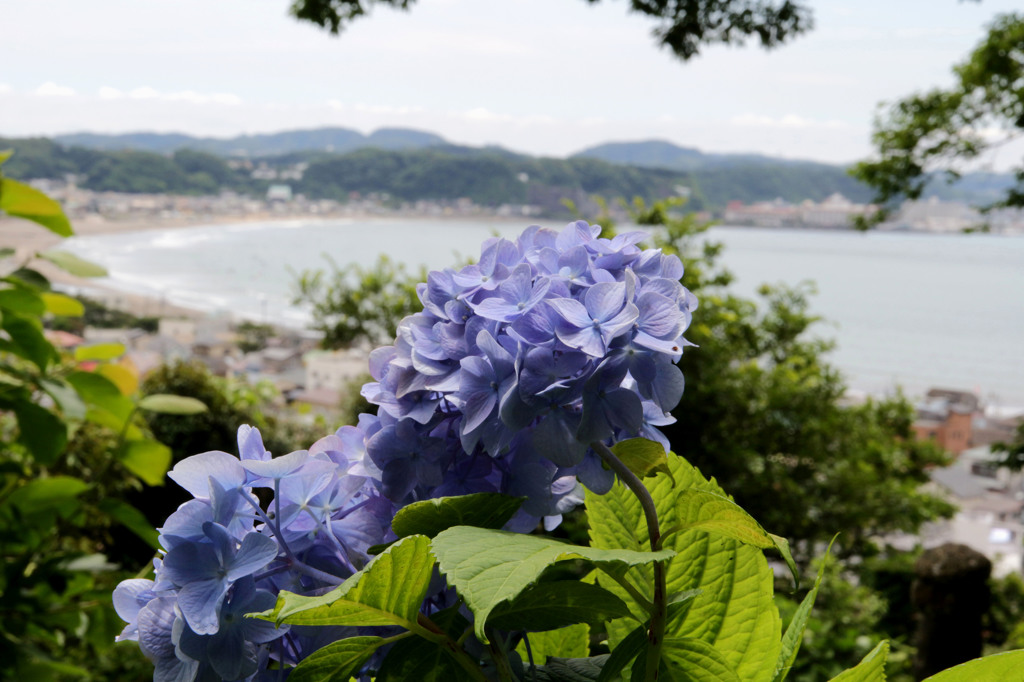 由比ガ浜を望む