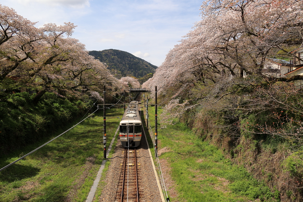 桜に囲まれて