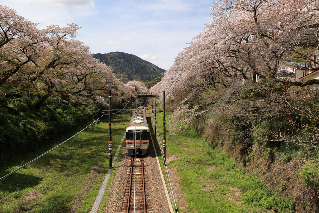 桜に囲まれて