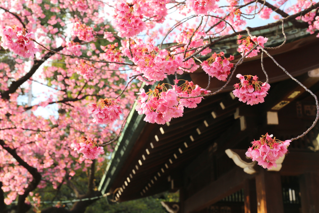 彩の寒緋桜