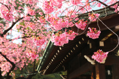 彩の寒緋桜