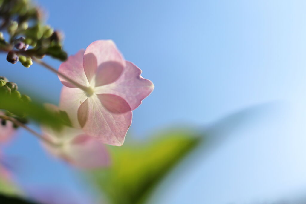 梅雨の晴れ間