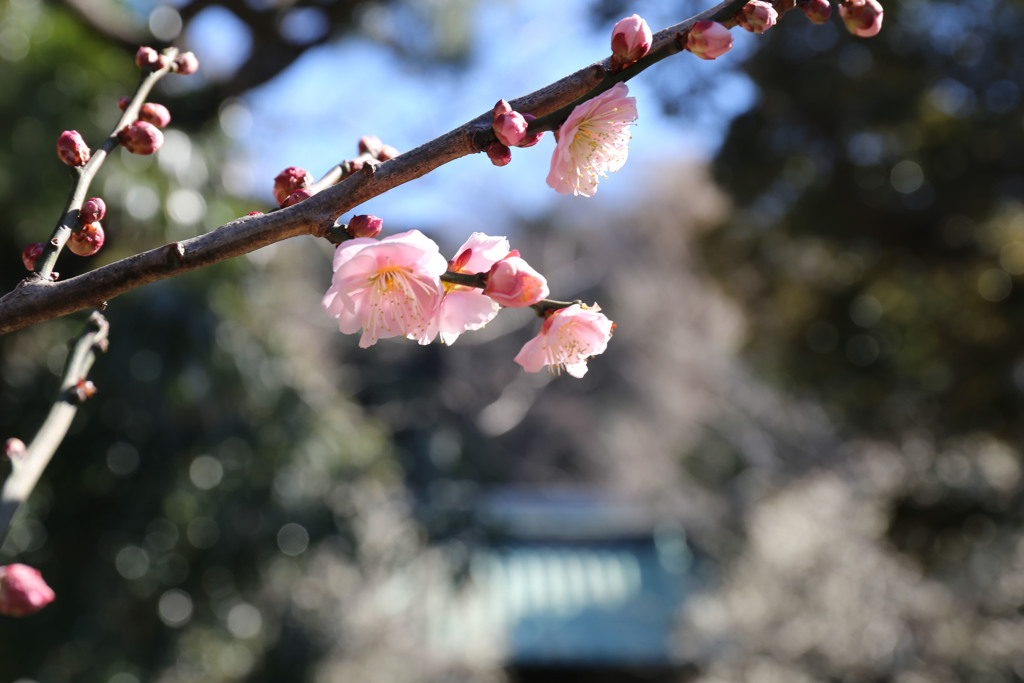 春の日差し