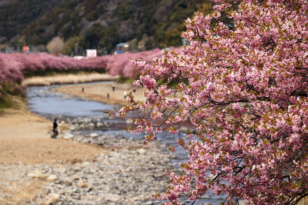 河津桜、満開!!