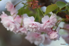 桜スイーツ