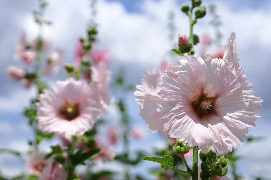 夏の笑顔